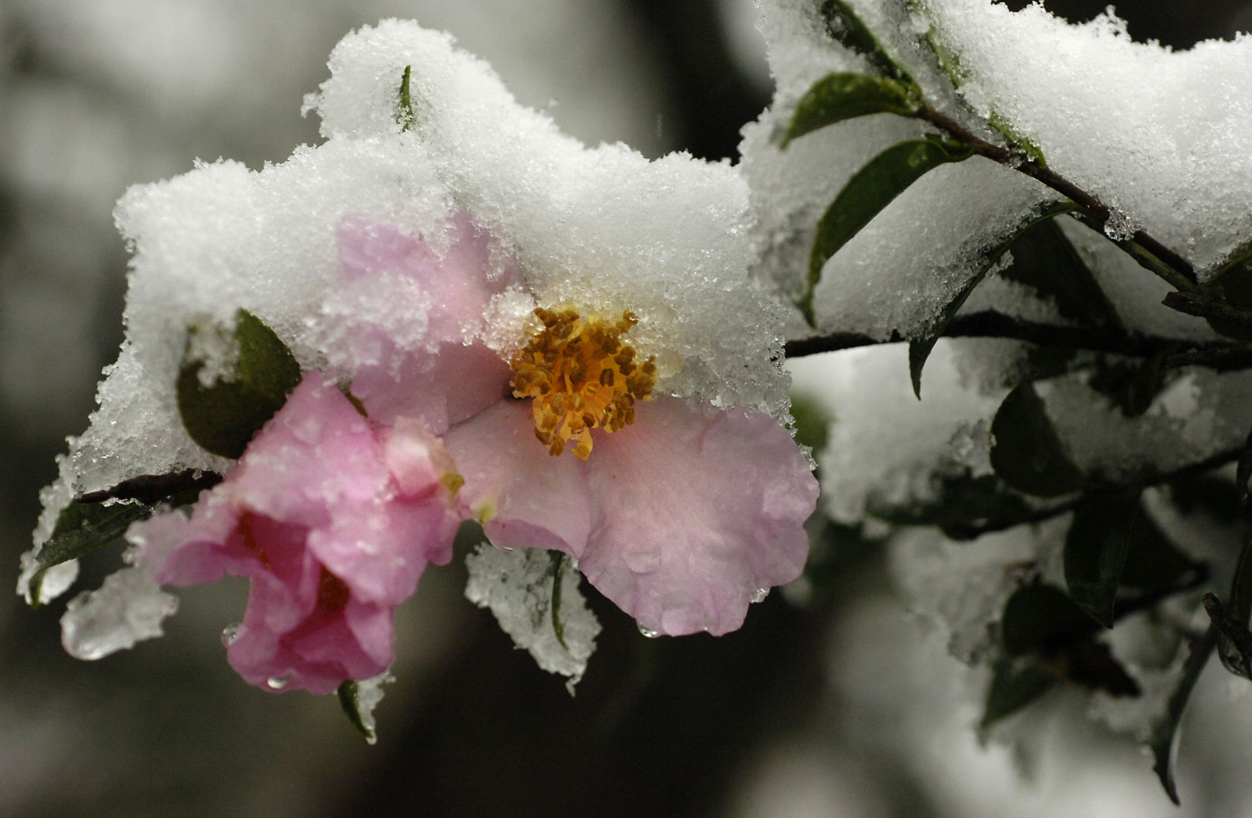 met snow ksd 090.JPG